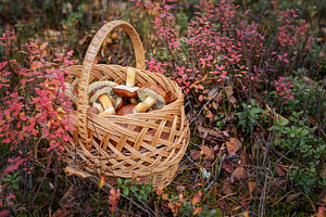 Basket full of mushrooms in autumn forest, a Food & Drink Photo by Olena Rudo