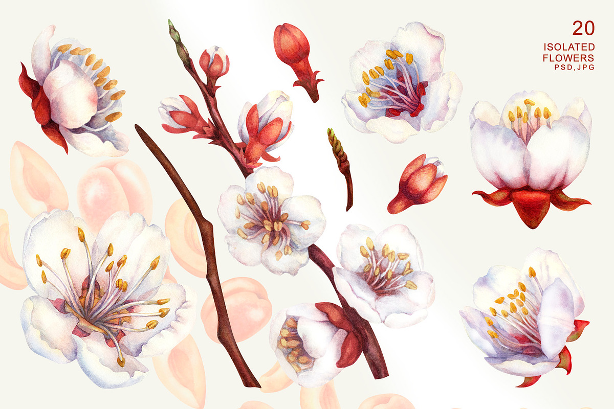 Apricot Fruits & Flowers, watercolor, a Food Illustration by EL_SUHOVA (Photo 3 of 17)