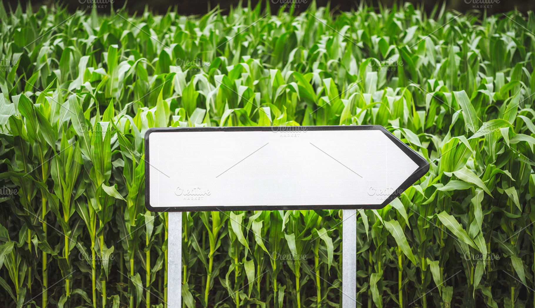 Blank arrow sign in cornfield, a Transportation Photo by SkyNext