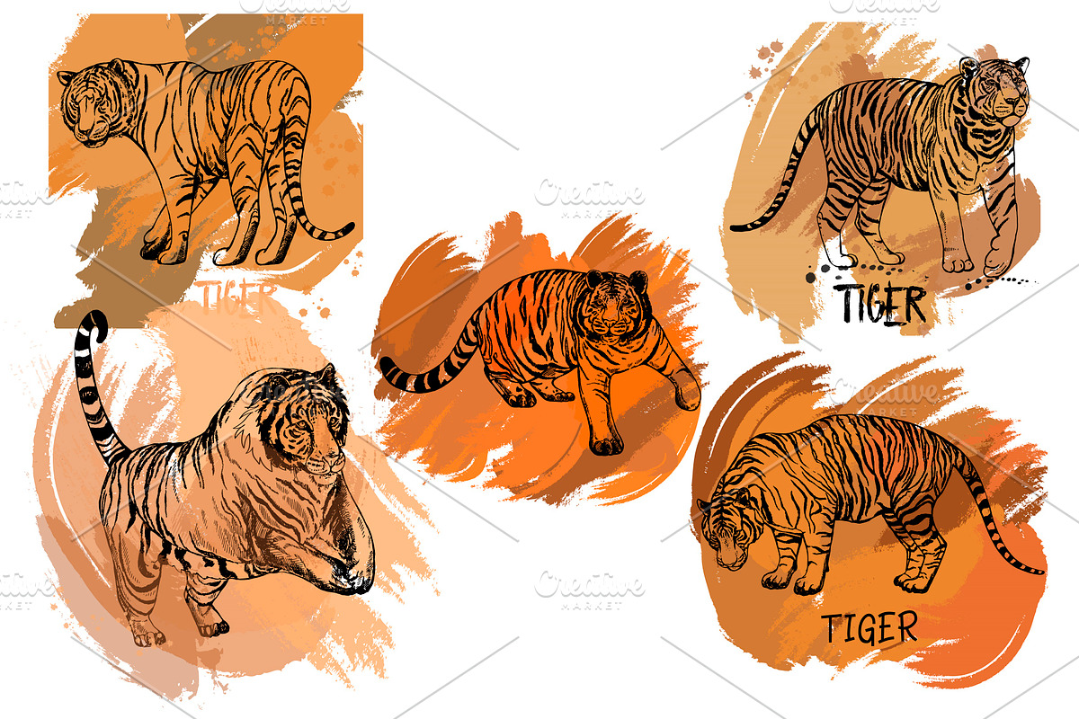 Tigers, an Animal Illustration by Ecaterina Sciuchina (Photo 3 of 5)