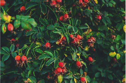 Rose hips in the garden. Selective, a Food & Drink Photo by yanadjana