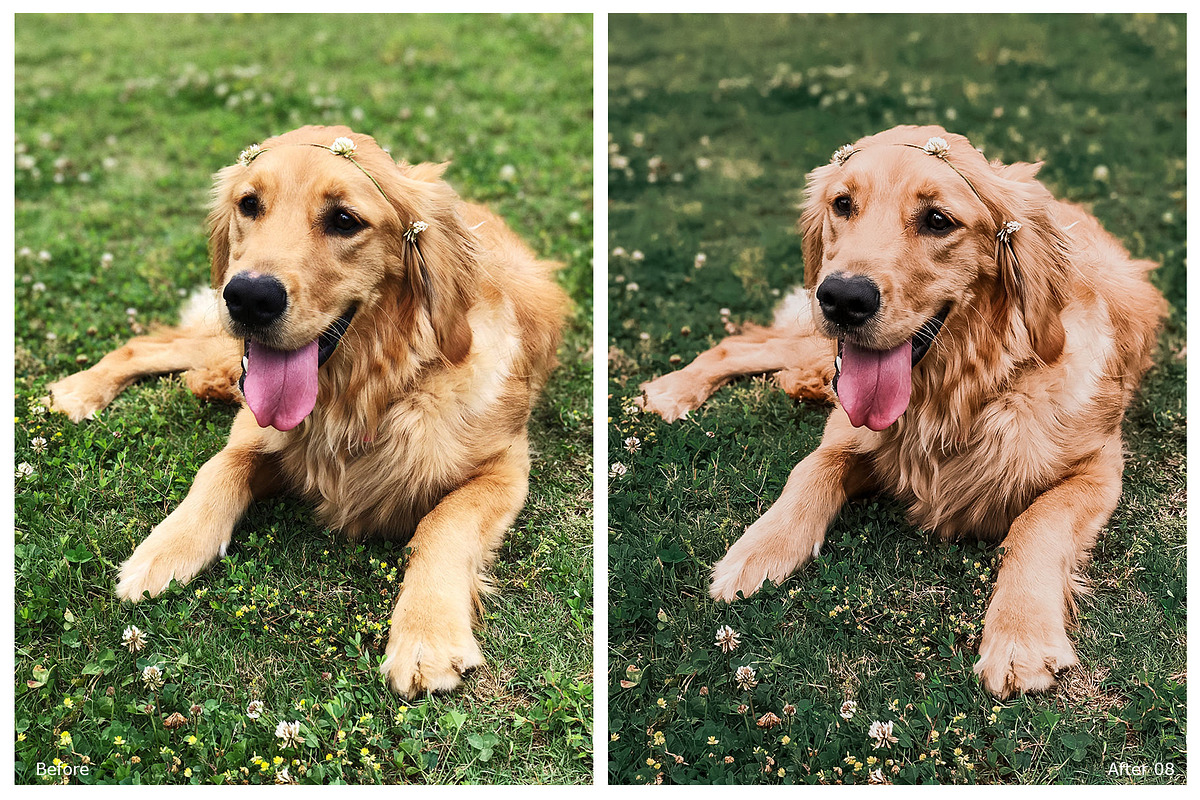 World of Pets Dogs Lightroom Presets, a Preset Add-On by HappyNews (Photo 7 of 7)