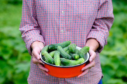Bowl of fresh cucumbers in hands, a Food & Drink Photo by photoguns