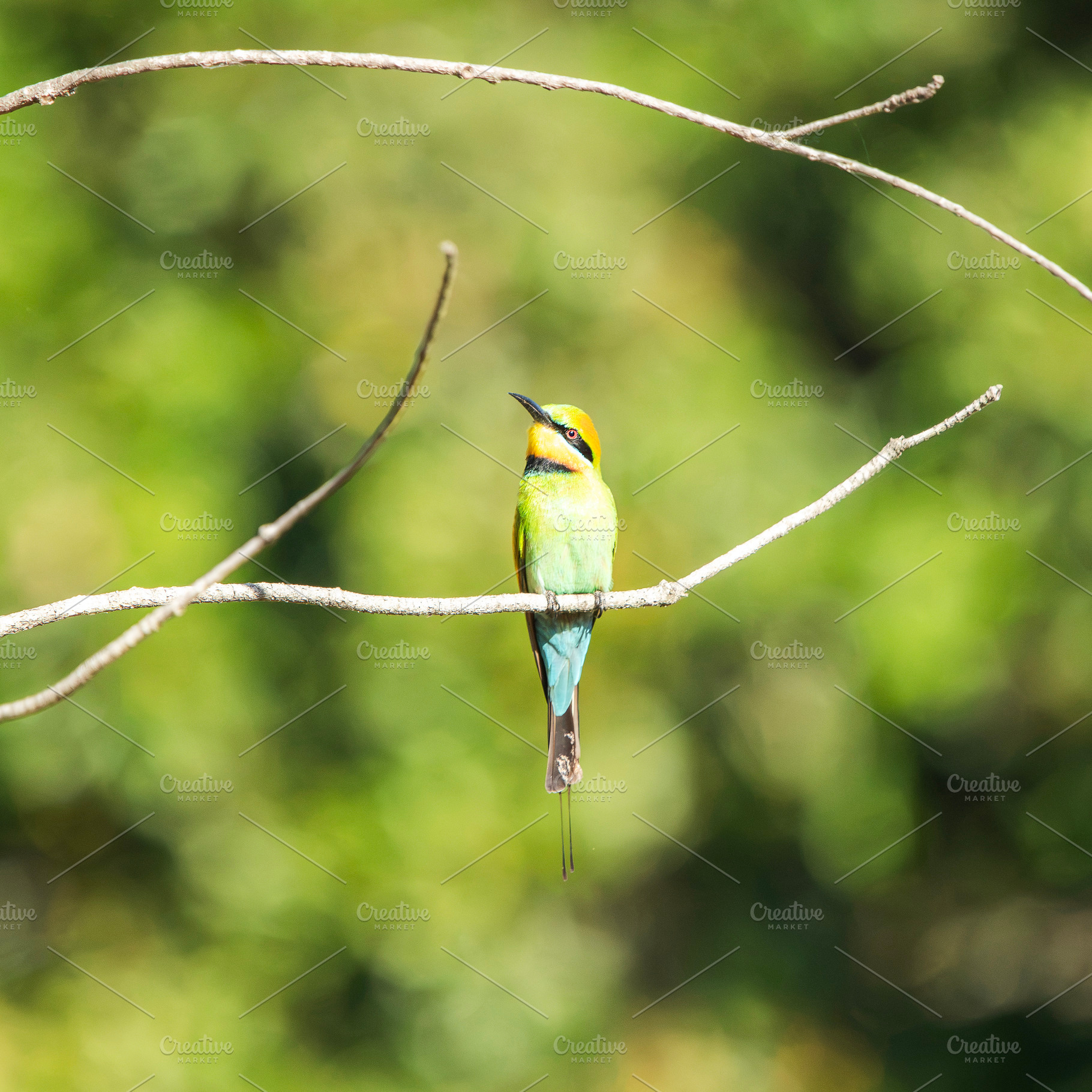 Rainbow Bee-eater, an Animal Photo by Rob D Animal Photography