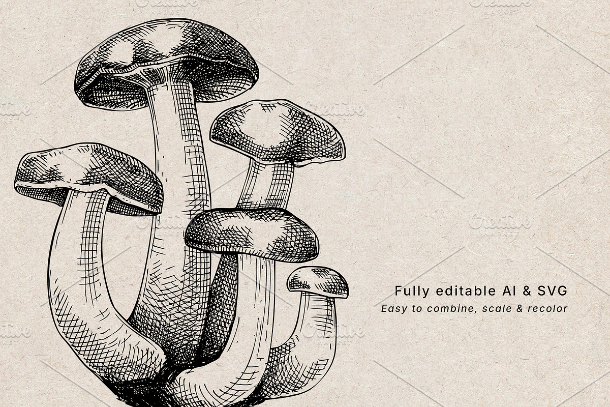 Mushrooms Vector Illustration Bundle, a Food Illustration by Yevheniia (Photo 8 of 8)