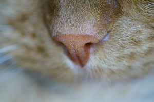 Cat's Nose, an Animal Photo by Nazar Hrabovyi
