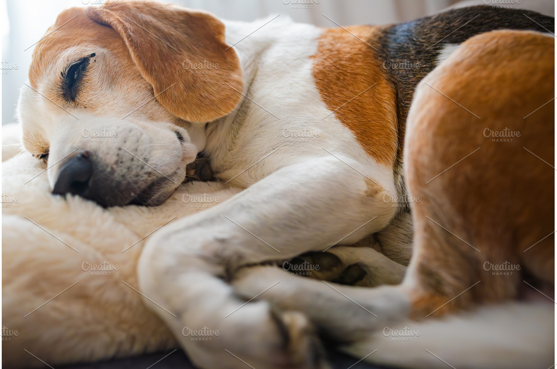 Tricolor Beagle Dog Curled Up and, an Animal Photo by MadPhotos
