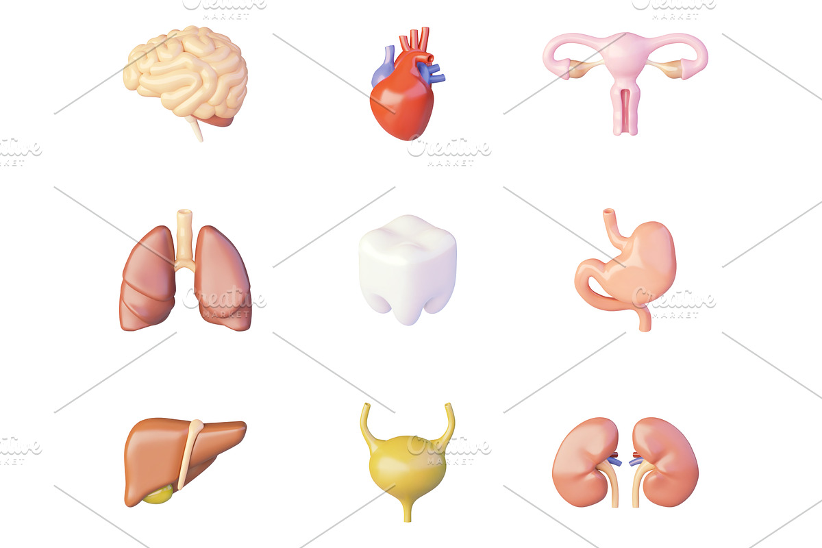 Vector human internal organs icons, an Illustration by tele52