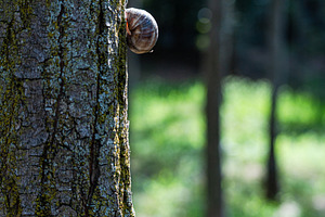 A snail on the tree bark in the summer park