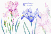 SALE! Watercolor Irises, an Illustration by Irina Diasli (Thumbnail 2 of 5)