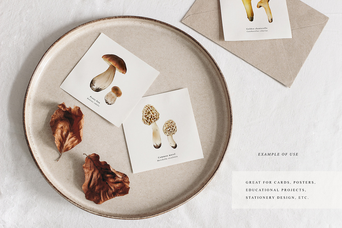 Mushrooms illustrations. Fungi set, a Food Illustration by Diana Askarova Art (Photo 4 of 6)