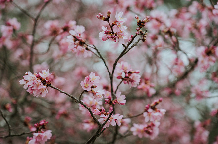 Cherry Blossoms in the Spring