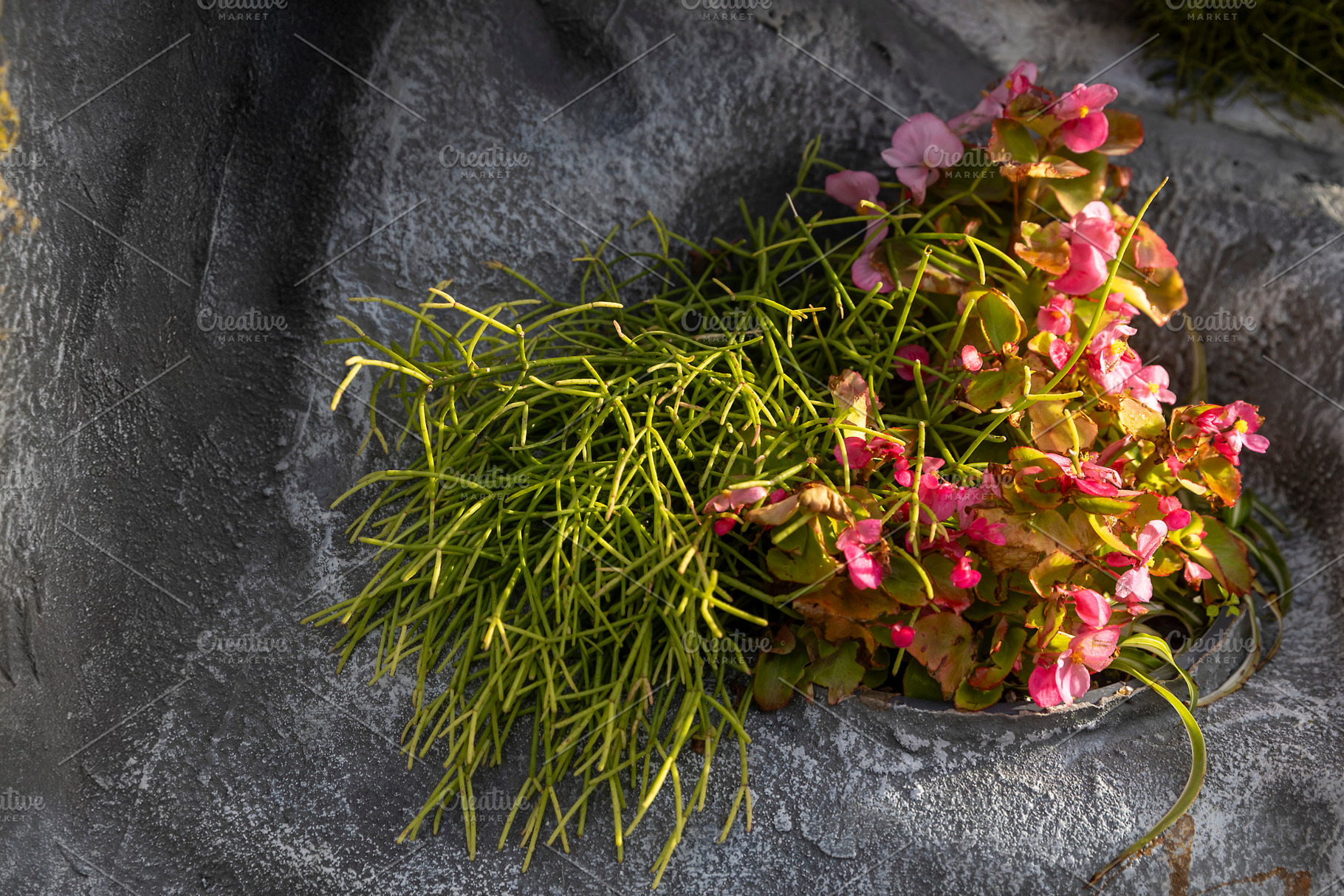 Mistletoe Cactus and Begonia in Rock, a Nature Photo by Imaginarium
