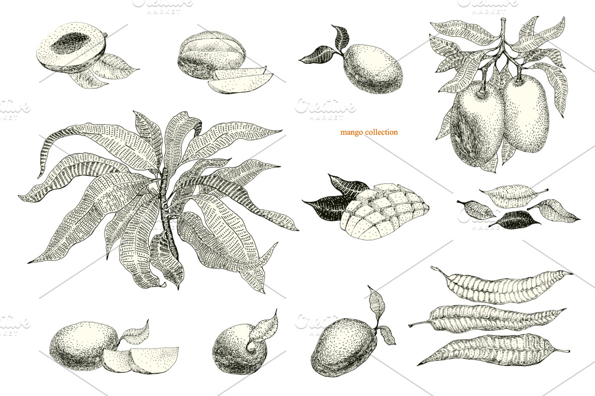 Мango Vector Collection, an Illustration by Lubov Illustrations Shop (Photo 2 of 7)