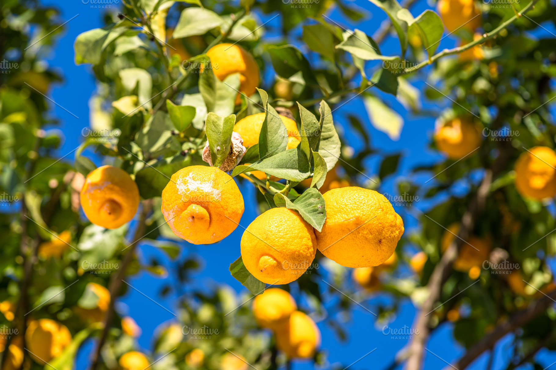 Ripe lemon fruits on lemon tree and blue sky at the background., a Food & Drink Photo by Volff