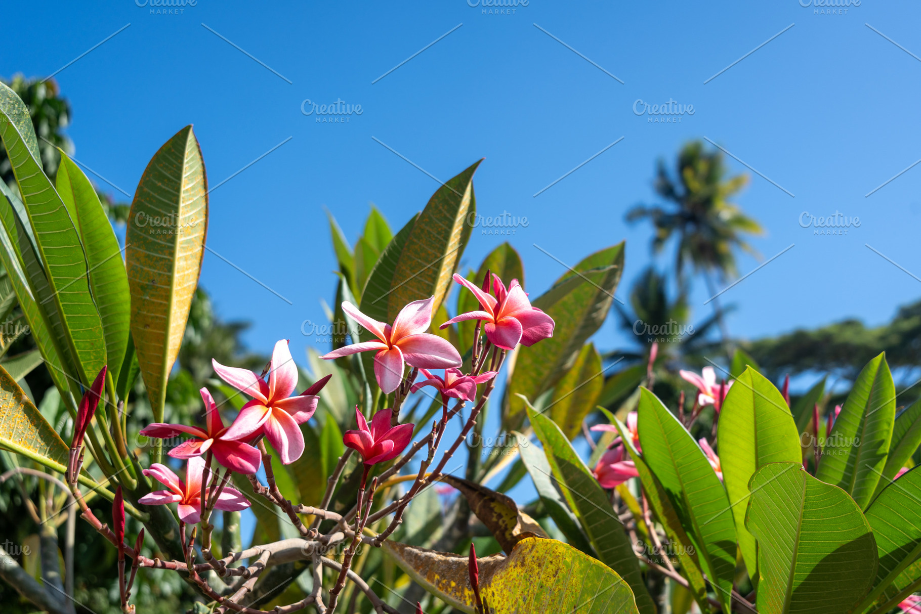 Frangipani flowers in Hiva Oa, Marquesas Islands, French Polynes, a Nature Photo by GoodGoods
