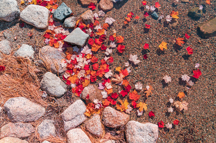 Fall Leaves on Water
