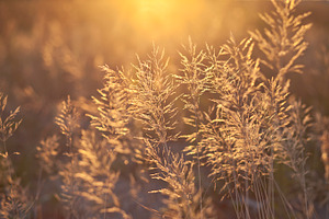 Golden hour featuring golden, hour, and evening