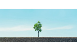 Lone green tree in vast desert, a Nature Photo by piter.goskov