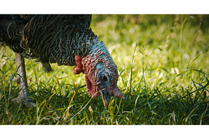 Turkey Grazing Close-Up on Fresh, an Animal Photo by Our Amazing World