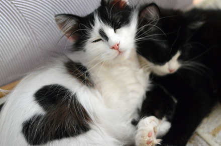 Cats stock picture