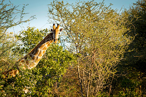 Giraffe, an Animal Photo by THP Creative
