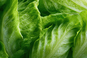 Green pile of lettuce leaves, a Photo by Beautiful things