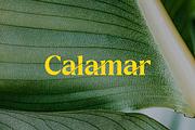 Raphen Madam - Classic Elegant Serif, a Serif Font by Pandeka Studio (Thumbnail 5 of 12)