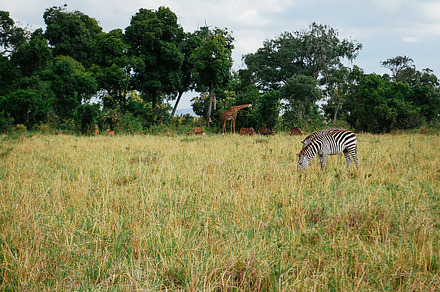 Safari in masai mara kenya containing zebra, giraffe, and savannah