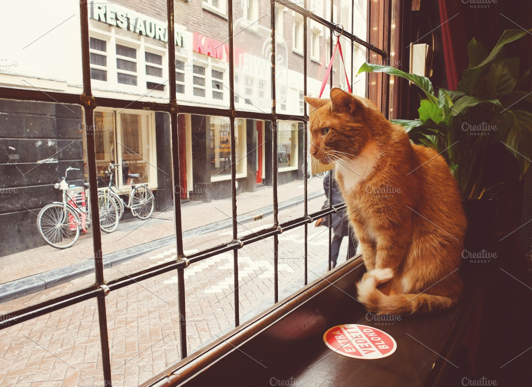 Cat Bar
