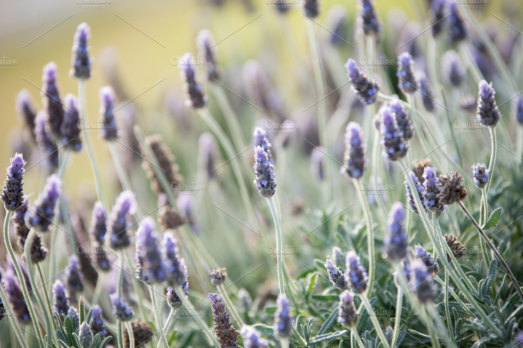 Lavender Bush Stock Photo Containing Lavender And Bush