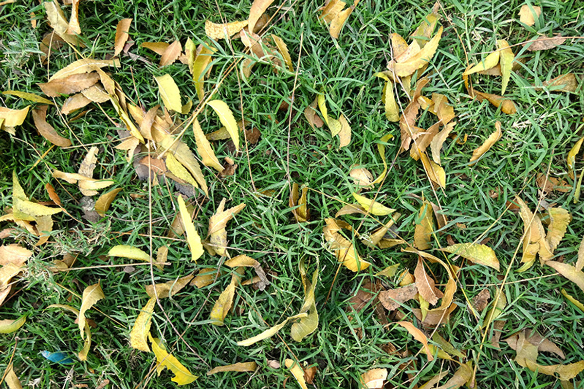 20 Grass Textures Background Pack preview 3