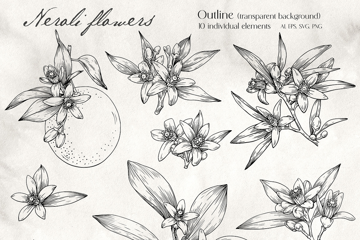Flowers Neroli. Vector Botanical set, an Object Graphic by ON_lineart_store (Photo 6 of 10)
