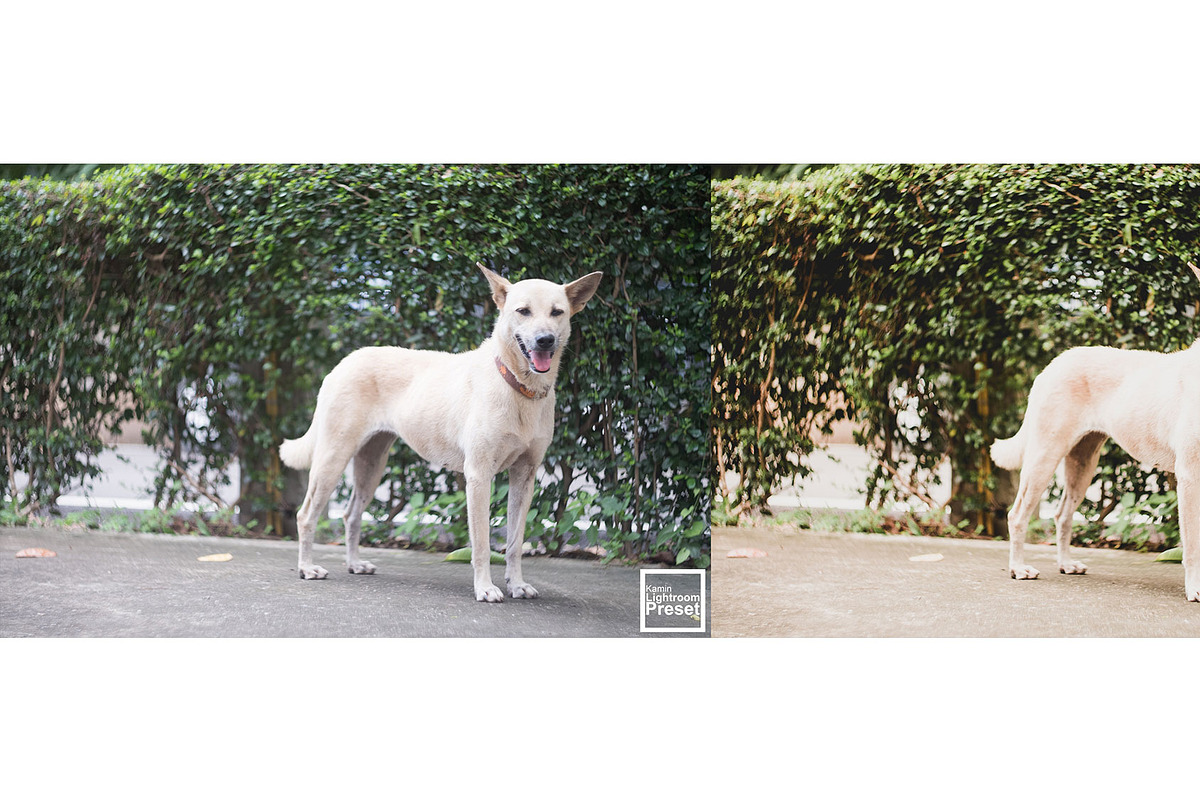 Kamin Film Feeling Roll 2, an Action Add-On by Kamin Lightroom Preset (Photo 12 of 22)