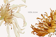 Garden Aesthetic dry flowers, a Decorative Illustration by Yuliia Lashevska (Thumbnail 11 of 14)