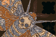 Hawk Moth, Cotton and Shark Tooth, a Pattern Graphic by NayaChu (Thumbnail 4 of 10)