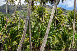 Goat standing under coconut trees in Hiva Oa, Marquesas Islands,, an Animal Photo by GoodGoods