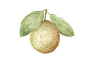 12 Kiwi Fruit Clipart Set, an Illustration by hafijul (Thumbnail 7 of 13)