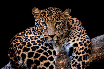 Adult leopard portrait. Animal on dark background, an Animal Photo by Byrdyak