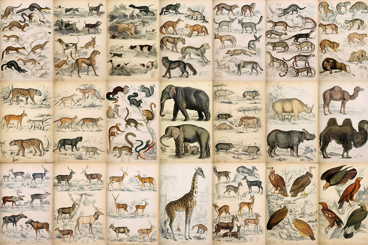 A Journal of Natural History, an Animal Illustration by Dene Studios (Photo 8 of 10)