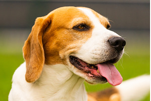 Beagle dog outdoors portrait with, an Animal Photo by MadPhotos