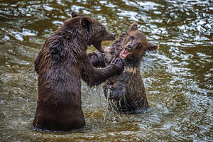 Two Wild Brown Bear (Ursus Arctos) play or fight on pond in the, an Animal Photo by Byrdyak
