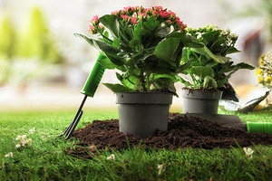 Flowering Plant Ready for Garden Transplant, a Nature Photo by Davizro's Market