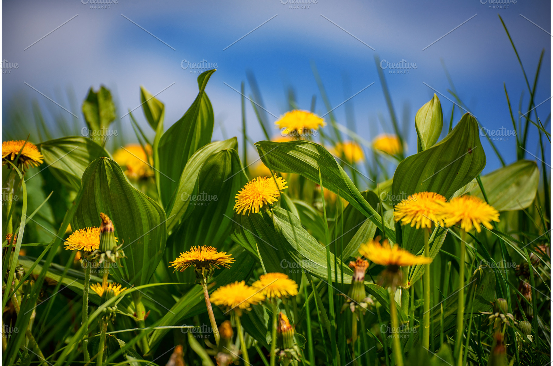 Dandelion flower meadow with blue, a Nature Photo by Nature and travel