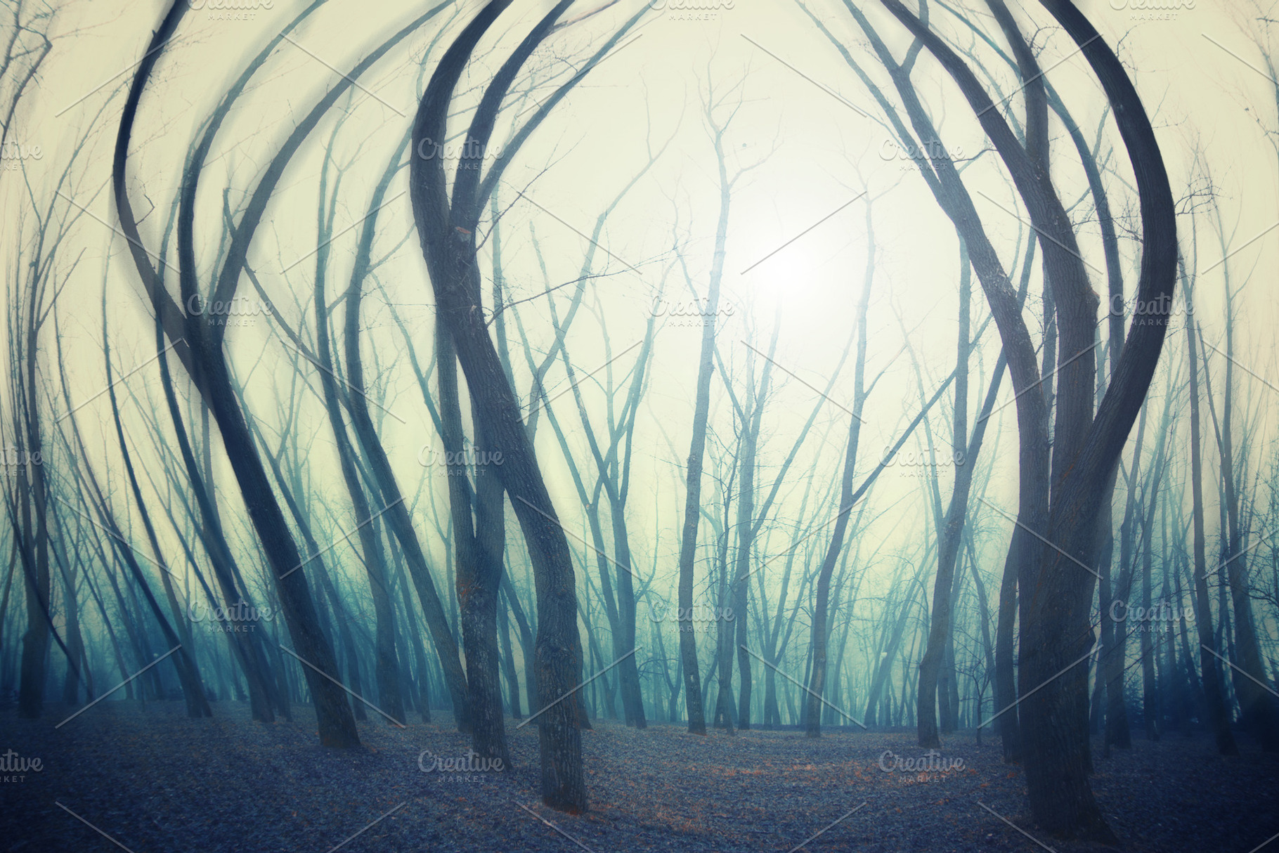 forest in winter morning, a Photo by Pictures for you!!!!!!!!!