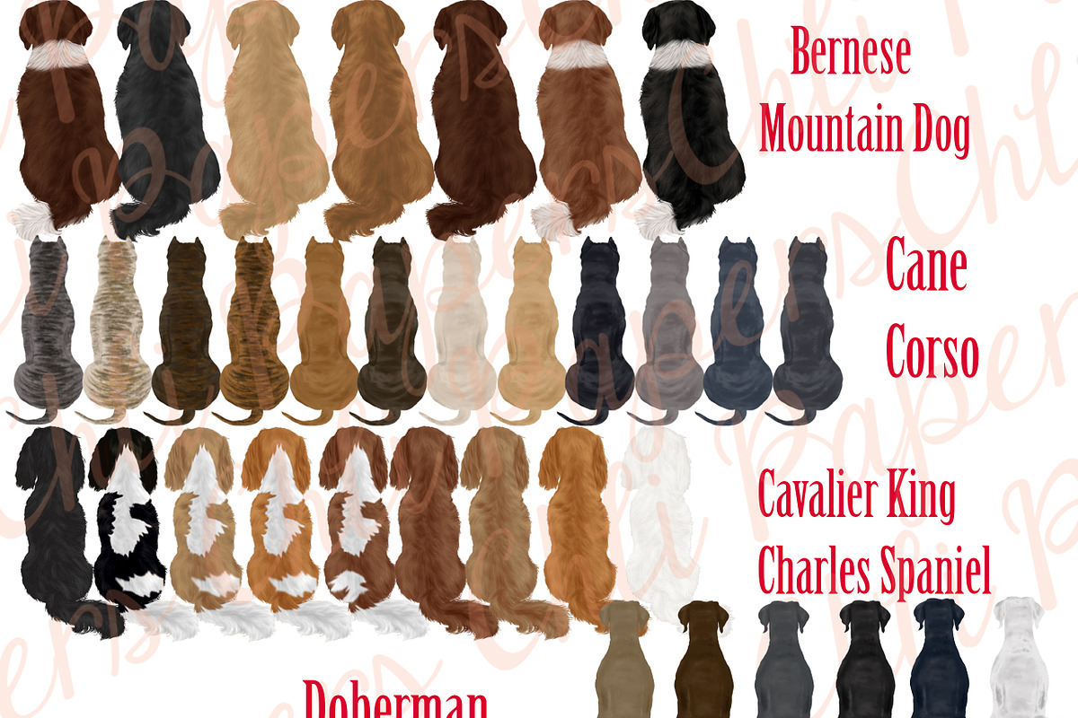 Dog Breeds Clipart,Dogs clip art,Pet, an Illustration by chilipapers (Photo 2 of 4)