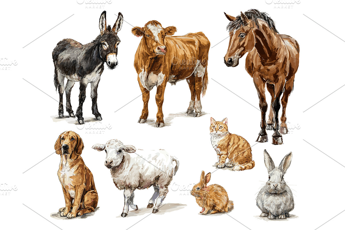 Watercolor farm animals. Livestock, an Animal Illustration by Stock-Smart-Start