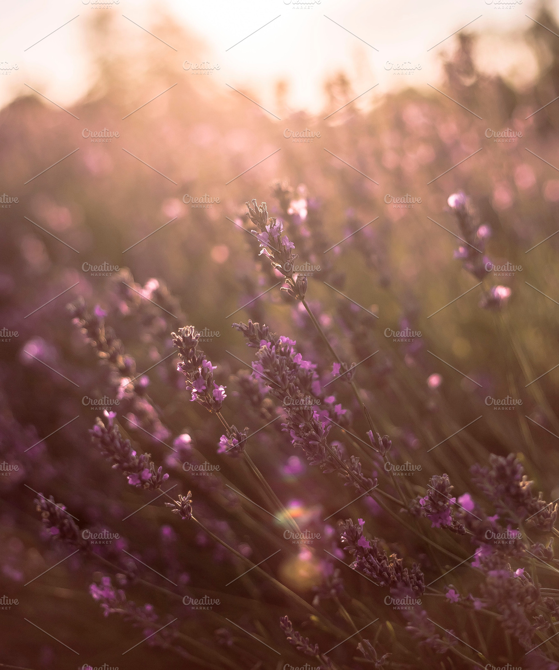 Purple haze