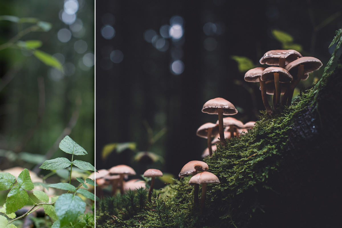 LR Presets Bundle (Desktop & Mobile), an Action Add-On by PhotoMarket (Photo 17 of 36)