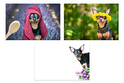 15 Dog Styled Photos, an Animal Photo by WildStrawberry Magic (Thumbnail 5 of 11)